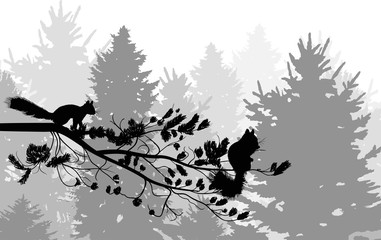 Wall Mural - two squirrels and pine tree branch in fir forest isolated on white