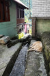 Yellow Street Dog Sleeping by a Water Canal in Tosh, India