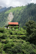 Green House on Mountainside near Tosh, India