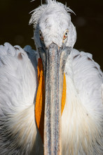 Portrait Of American White Pelican (Pelecanus Erythrorhynchos).
