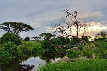 Wall Mural - serengeti national park scenery, tanzania, africa