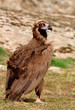 The majestic black vulture
