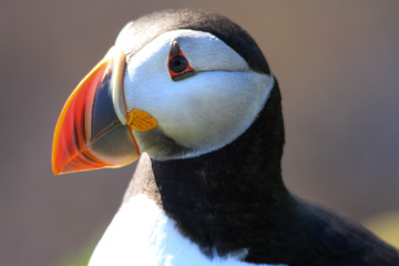 Nahaufnahme von Puffins