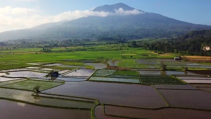 Wall Mural - Drone approaches to rice field parts divided to plots by water channels and pathways,mount Singgalang view,Sumatra island,Indonesia,aerial 4K footage