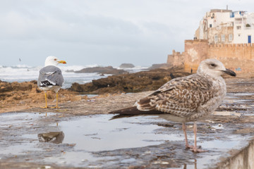 Wall Mural - Classic view of medina Essaouira from the wall of the fortress, Morocco. UNESCO world heritage site