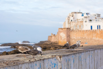 Wall Mural - Classic view of medina Essaouira from the wall of the fortress, Morocco. UNESCO world heritage site