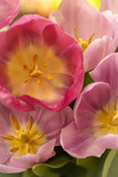 Fototapeta Storczyk - Pink and purple tulips in the garden
