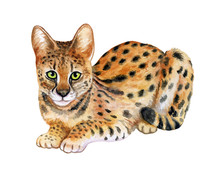 Serval Isolated On White Background. Wild Cat. Watercolor. Illustration. Clipart. Template. Picture. Handmade