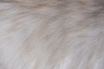 gray brown fur texture