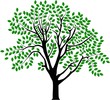 vector image of a tree in summer