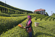 tea picker young girl tea garden Rize Turkey East Blacksea