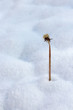 Winter dandelion with snow around