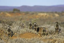 Meerkats, Oudtshoorn, Western Cape