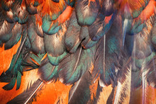 Bright Brown Feathers  Of Bird. Colorful Rooster Close Up.