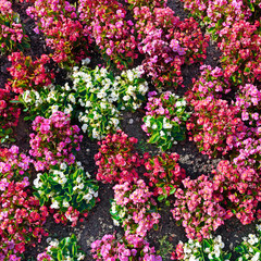 Wall Mural - Multicolored fresh flowers on flowerbed. Floral background.