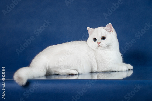 British White Shorthair Young Cat With Magic Blue Eyes Britain