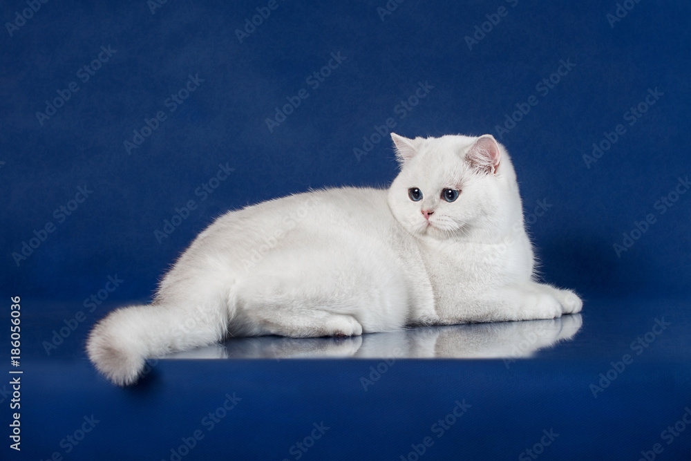 Wall Murals British White Shorthair Young Cat With Magic Blue Eyes