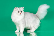 Studio Portrait Of White British Long Hair Cat With Green Eyes