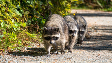 Raccoon Family Walk On The Side Walk In The Park Under The Sun
