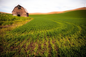 Wheat field rows leading up to an old rustic barn in spring