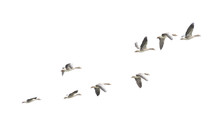 Wild Goose, Greylag Goose. The Geese Are Migrating. Flying Geese..