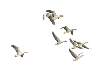 Wall Mural - Wild Goose, Greylag Goose. The geese are migrating. Flying geese..