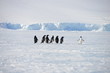 Antarctica pinguinos