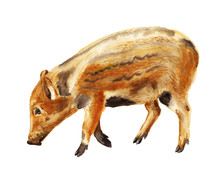 Watercolor Wild Boar Piglet