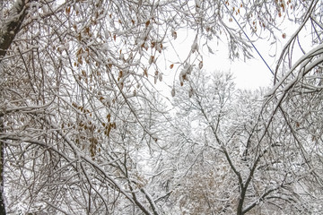 First snow. Snow flakes in the air. White branches on the trees. Winter.