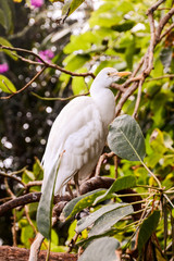 Wall Mural - Colored Tropical Parrot