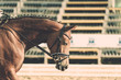 Horse in competition at a tournament in portrait