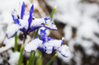 Iris reticulata (Iridodictyum)