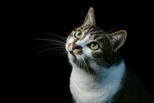 Beautiful Portrait Of A House Cat On A Black Background