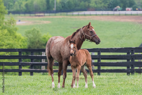 Fotografía Chestnut Colord Foal and Mare Stand at Attention