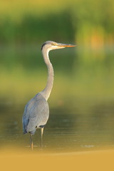 Wall Mural - Ardea cinerea. The wild nature of the Czech Republic. Spring Glances. Beautiful nature of Europe. Big bird in water. Green color in the photo. Nice shot.