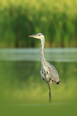 Wall Mural - Ardea cinerea. The wild nature of the Czech Republic. Spring Glances. Beautiful nature of Europe. Big bird in water. Green color in the photo. Nice shot.