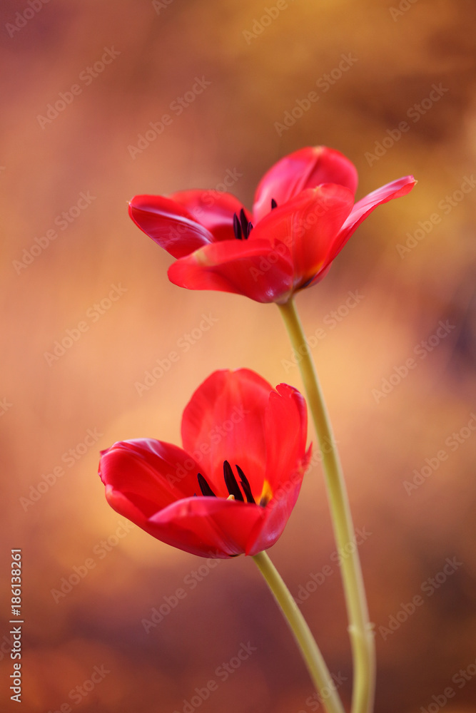 Tulipany czerwone - obrazy, fototapety, plakaty 