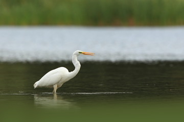 Wall Mural - Ardea alba. The wild nature of the Czech Republic. Spring Glances. Beautiful nature of Europe. Big bird in water. Green color in the photo. Nice shot.