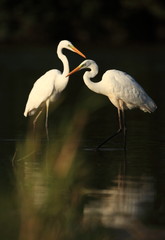 Wall Mural - Ardea alba. The wild nature of the Czech Republic. Spring Glances. Beautiful nature of Europe. Big bird in water. Green color in the photo. Nice shot.