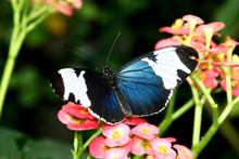 Black Butterfly Heliconius Sara Theudela With White Stripes Feeding On Flower 