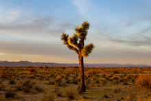 Desert Sunset Joshua Trees