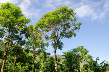 On the Road to Hana