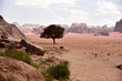 der letzte grüne Baum im Wadi Rum