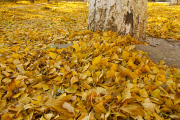 Wall Mural - Yellow ginkgo leaf