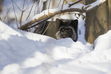 Poster - Silver fox, melanistic form of the red fox (Vulpes vulpes) in winter 