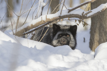 Poster - Silver fox, melanistic form of the red fox (Vulpes vulpes) in winter 