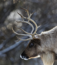 Woodland Caribou In Winter 