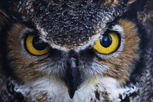 Great Horned Owl Staring With Golden Eyes 