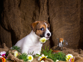 Puppies jack russel