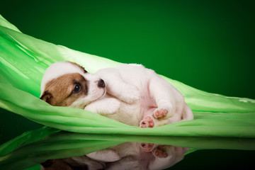 Puppies jack russel